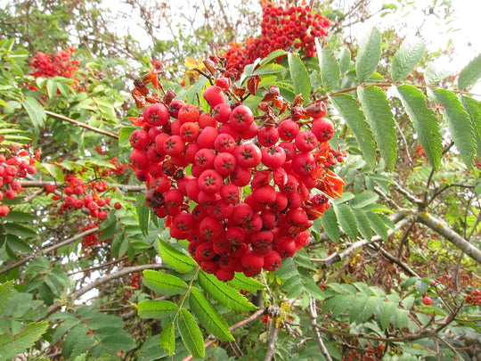 Rowan Berry (Mountain Ash)