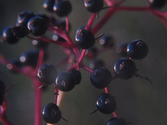 Elderberry