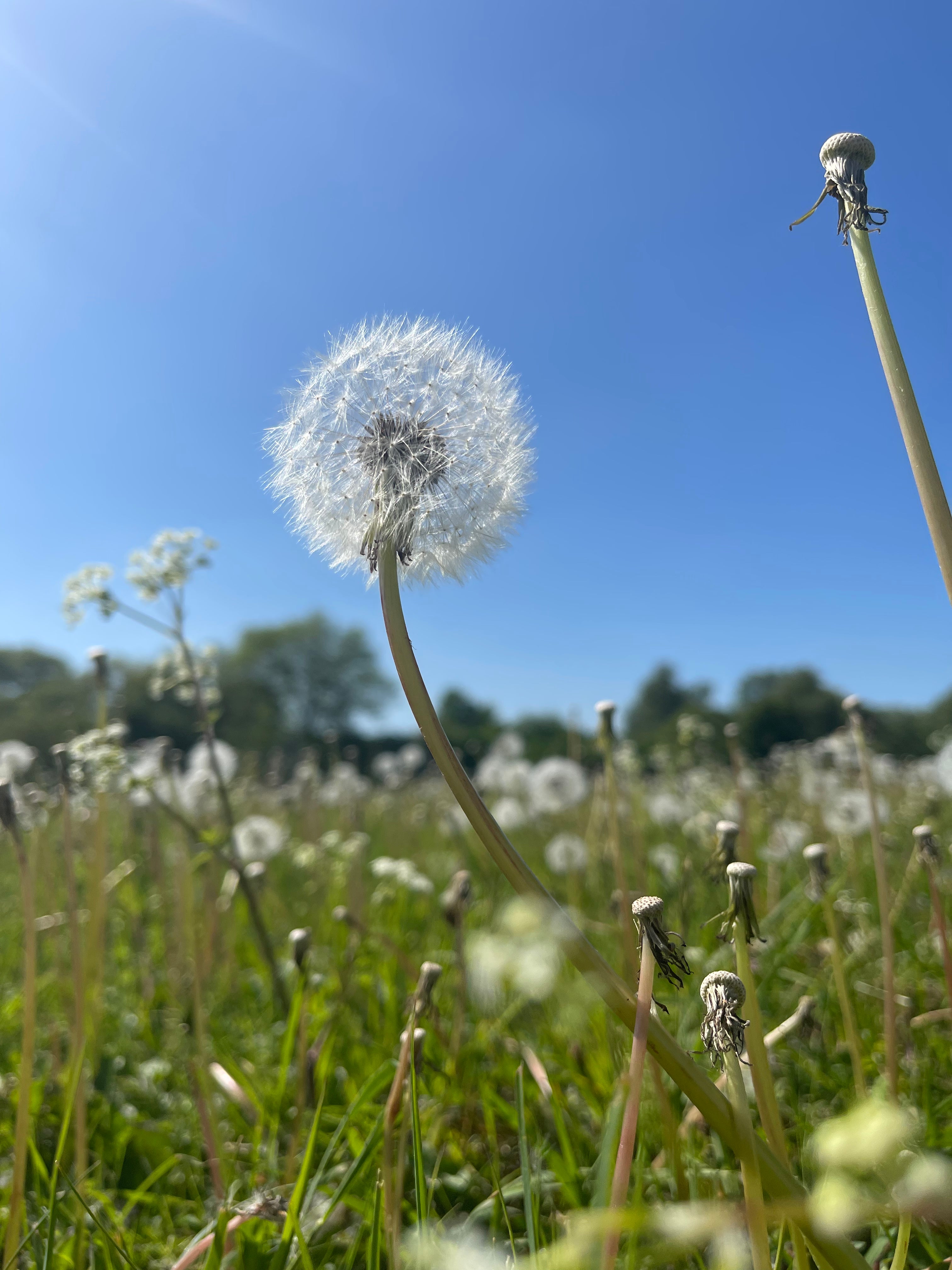 Dandelion Root – Meadow Oak Distillery