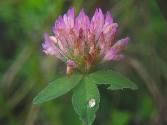 Red Clover