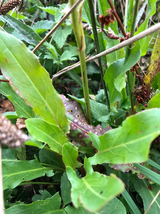 Sheep’s Sorrel