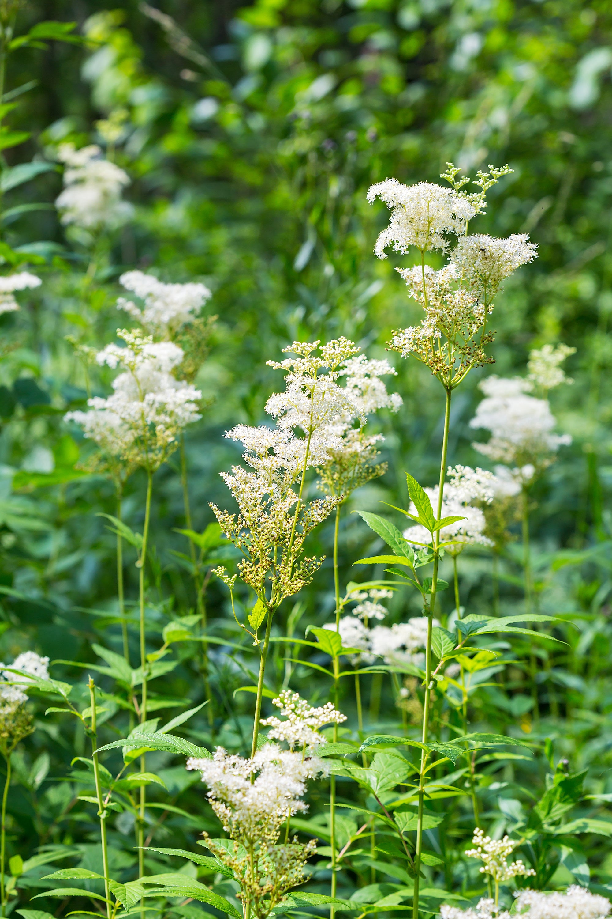 Meadowsweet Flowers – Meadow Oak Distillery